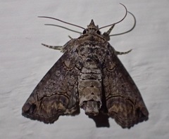 Paectes abrostolella