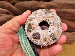 Stomopneustes variolaris