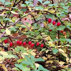 Berberis thunbergii