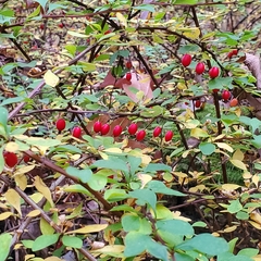 Berberis thunbergii
