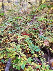 Berberis thunbergii