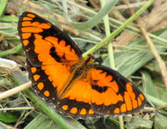 Byblia anvatara acheloia