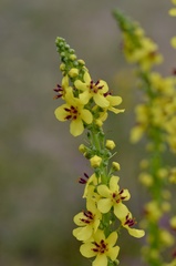 Verbascum nigrum