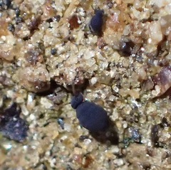 Sminthurinus atrapallidus