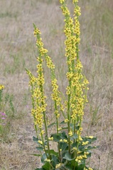 Verbascum nigrum