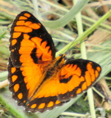Byblia anvatara acheloia