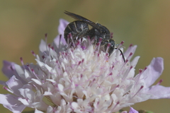 Stelis punctulatissima