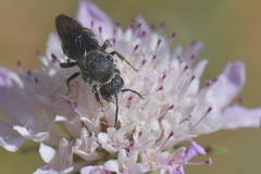 Stelis punctulatissima