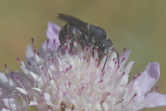 Stelis punctulatissima