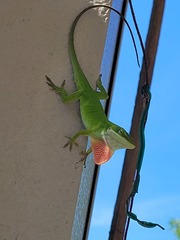 Anolis carolinensis