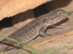 Ctenophorus modestus