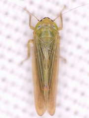Cicadula