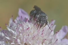 Stelis punctulatissima