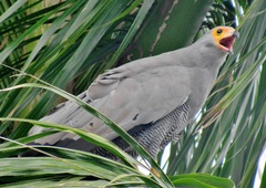 Polyboroides typus typus