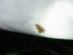 Eudactylota iobapta