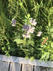 Valeriana officinalis