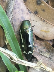 Buprestis catoxantha