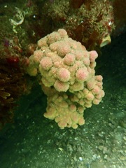 Halisarca australiensis
