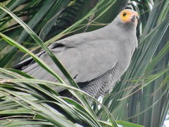 Polyboroides typus typus