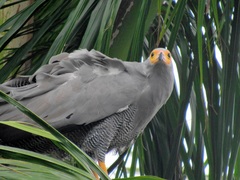 Polyboroides typus typus