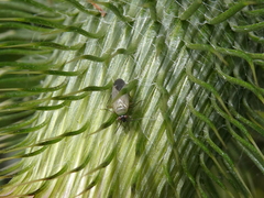 Plagiognathus arbustorum