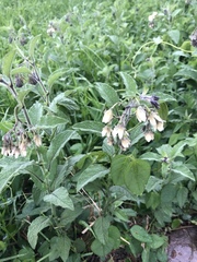 Solanum bulbocastanum