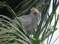 Polyboroides typus typus