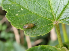 Plagiognathus arbustorum