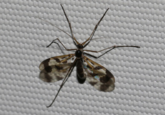 Macrocera decorosa