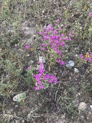 Zeltnera beyrichii