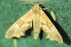 Laodelphax striatella