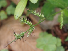 Oplismenus compositus