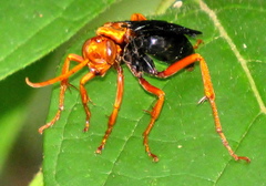 Hemipepsis tamisieri