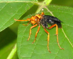 Hemipepsis tamisieri