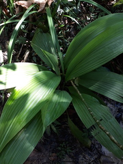Molineria latifolia