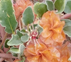 Tripterocalyx micranthus