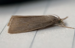 Image of Diatraea evanescens