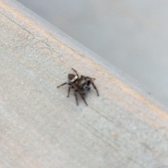 Metaphidippus manni