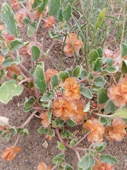 Tripterocalyx micranthus