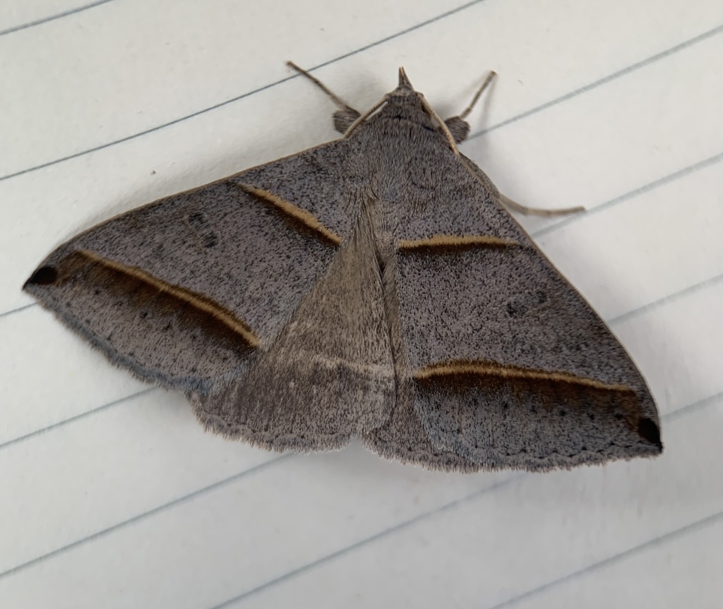 Black-tipped Ptichodis Moth