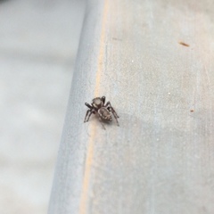 Metaphidippus manni