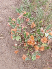 Tripterocalyx micranthus