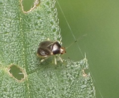 Monalocoris filicis