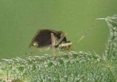 Monalocoris filicis