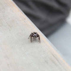 Metaphidippus manni