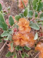 Tripterocalyx micranthus