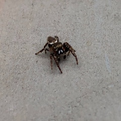 Metaphidippus manni