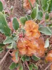 Tripterocalyx micranthus