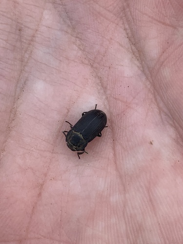 Gonocephalum observed 2021-06-30