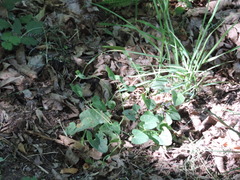 Aristolochia lutea